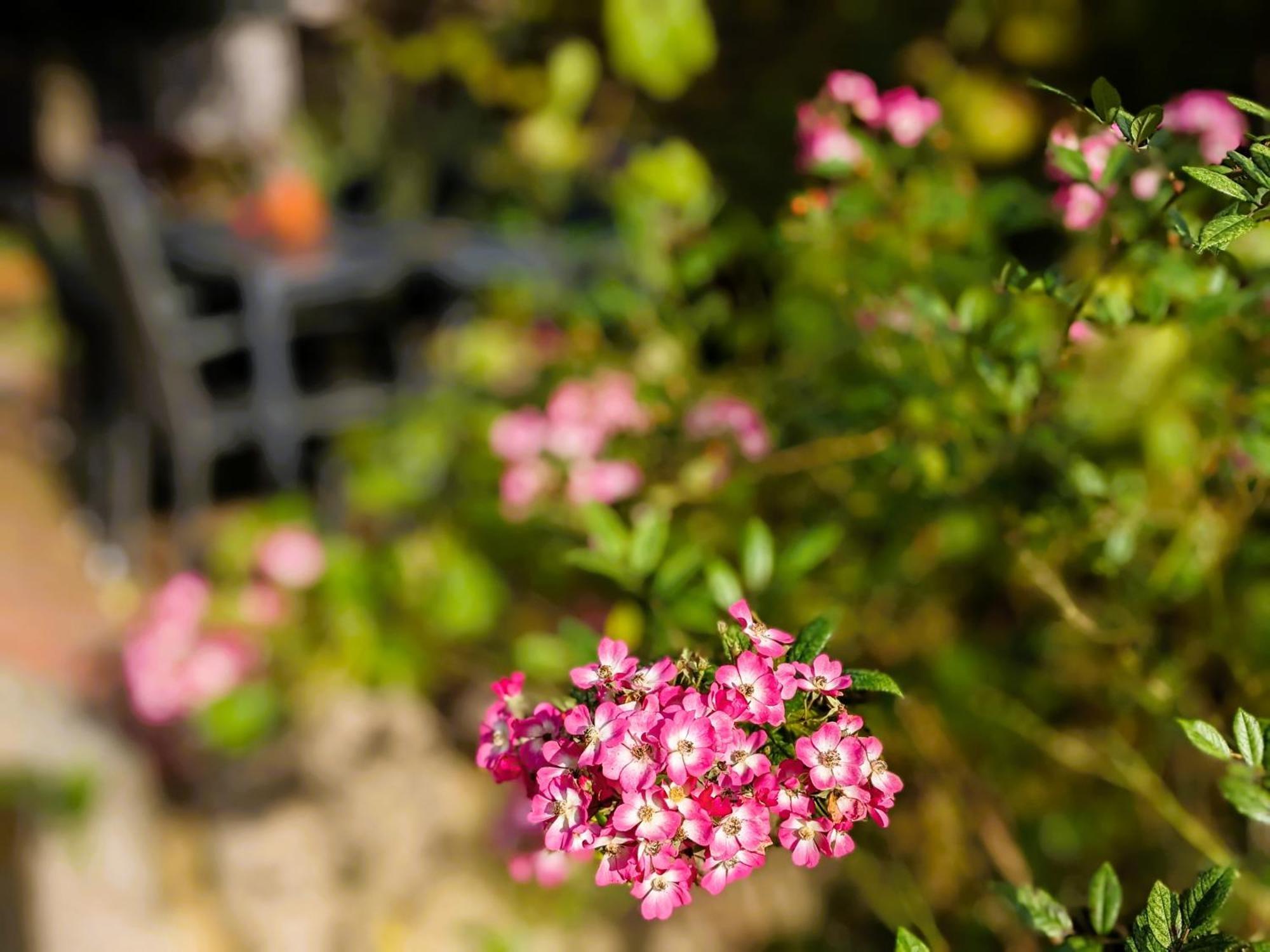 Ferienhaus Salvia Gremersdorf-Buchholz Dış mekan fotoğraf