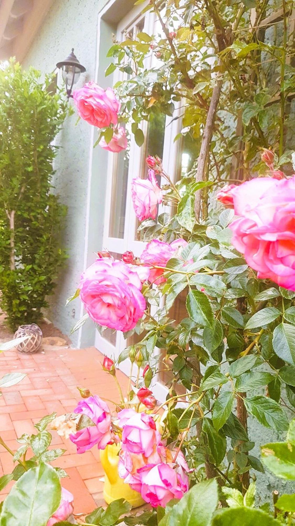Ferienhaus Salvia Gremersdorf-Buchholz Dış mekan fotoğraf